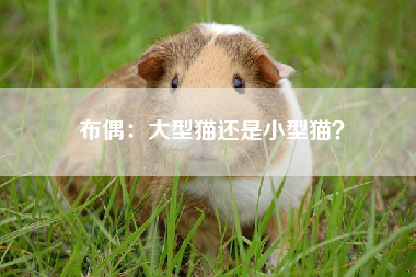 布偶：大型猫还是小型猫？