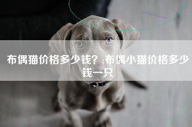 布偶猫价格多少钱？;布偶小猫价格多少钱一只