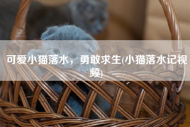 可爱小猫落水，勇敢求生(小猫落水记视频)