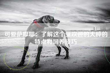 可爱萨摩耶：了解这个受欢迎的犬种的特点和饲养技巧