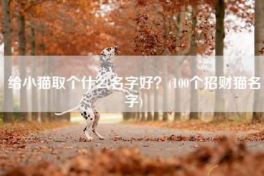 给小猫取个什么名字好？(100个招财猫名字)