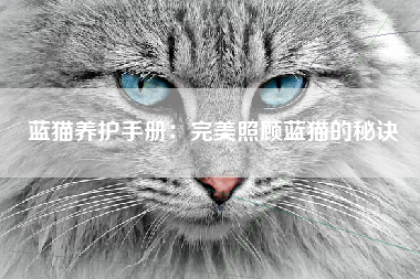 蓝猫养护手册：完美照顾蓝猫的秘诀