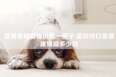 曼基康矮脚猫价格一揽子;英短纯白曼基康矮脚多少钱