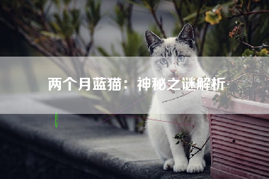 两个月蓝猫：神秘之谜解析