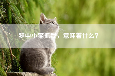 梦中小猫抓我，意味着什么？