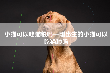 小猫可以吃猫粮吗—刚出生的小猫可以吃猫粮吗