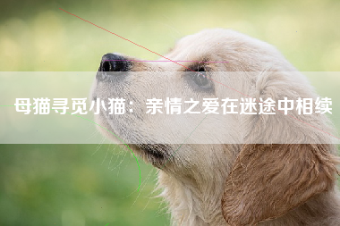 母猫寻觅小猫：亲情之爱在迷途中相续