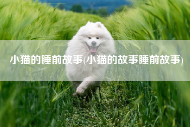 小猫的睡前故事(小猫的故事睡前故事)