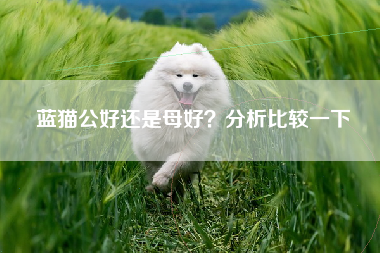 蓝猫公好还是母好？分析比较一下