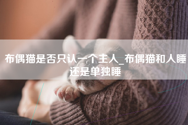 布偶猫是否只认一个主人_布偶猫和人睡还是单独睡