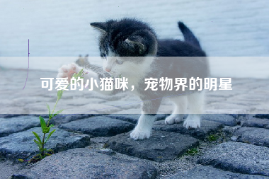 可爱的小猫咪，宠物界的明星