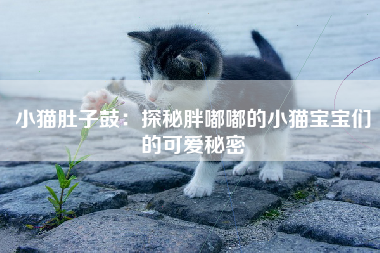 小猫肚子鼓：探秘胖嘟嘟的小猫宝宝们的可爱秘密