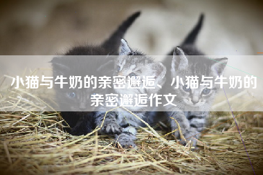 小猫与牛奶的亲密邂逅、小猫与牛奶的亲密邂逅作文