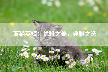 蓝猫英短：优雅之美，典雅之选