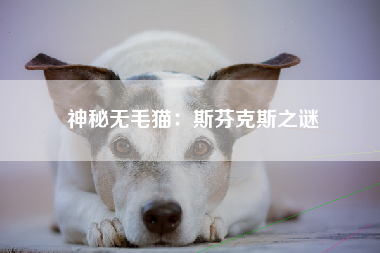 神秘无毛猫：斯芬克斯之谜