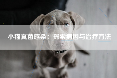 小猫真菌感染：探索病因与治疗方法