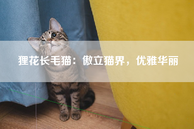 狸花长毛猫：傲立猫界，优雅华丽