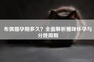 布偶猫孕期多久？全面解析猫咪怀孕与分娩周期