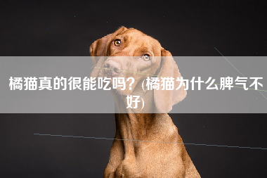 橘猫真的很能吃吗？(橘猫为什么脾气不好)