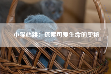 小猫心跳：探索可爱生命的奥秘