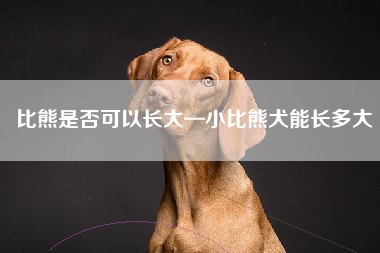 比熊是否可以长大—小比熊犬能长多大