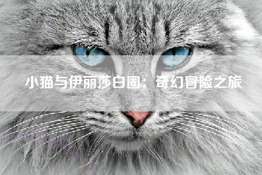 小猫与伊丽莎白圈：奇幻冒险之旅