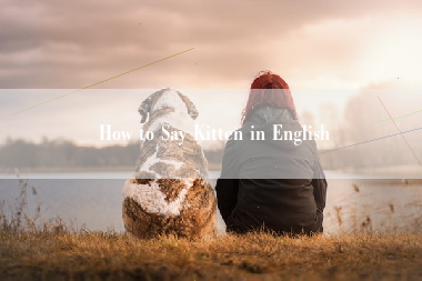 How to Say Kitten in English