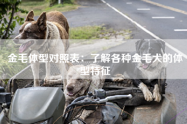 金毛体型对照表：了解各种金毛犬的体型特征