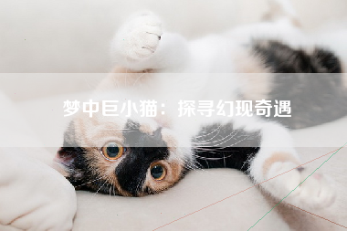 梦中巨小猫：探寻幻现奇遇