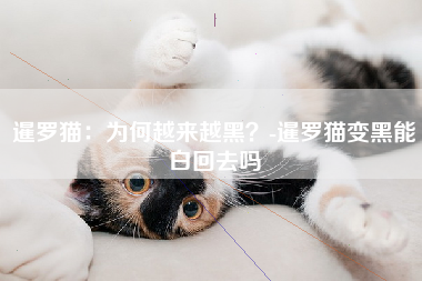 暹罗猫：为何越来越黑？-暹罗猫变黑能白回去吗