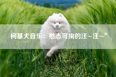 柯基犬音乐：憨态可掬的汪~汪~”