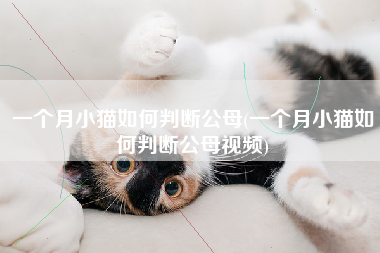 一个月小猫如何判断公母(一个月小猫如何判断公母视频)