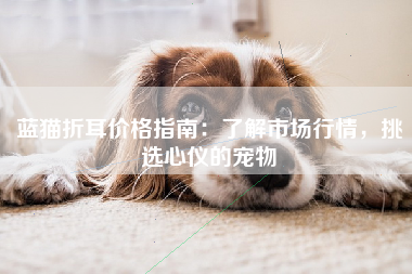 蓝猫折耳价格指南：了解市场行情，挑选心仪的宠物