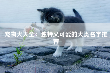 宠物犬大全：独特又可爱的犬类名字推荐