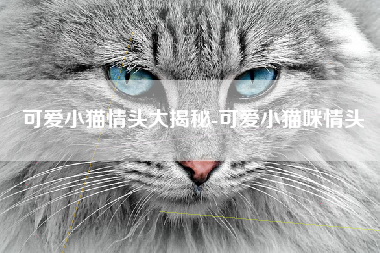 可爱小猫情头大揭秘-可爱小猫咪情头