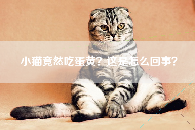 小猫竟然吃蛋黄？这是怎么回事？