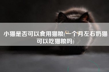 小猫是否可以食用猫粮(一个月左右奶猫可以吃猫粮吗)