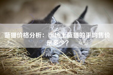 蓝猫价格分析：市场上蓝猫的平均售价是多少？