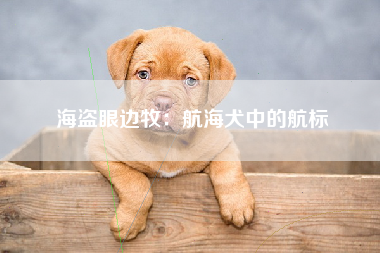 海盗眼边牧：航海犬中的航标