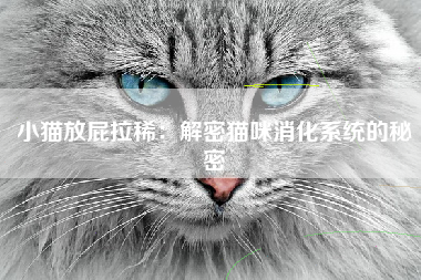 小猫放屁拉稀：解密猫咪消化系统的秘密