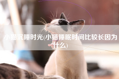 小猫沉睡时光(小猫睡眠时间比较长因为什么)