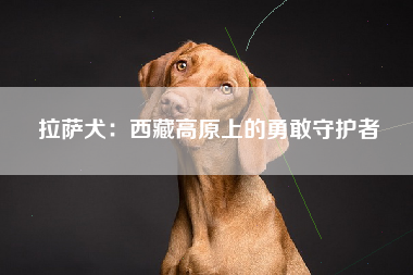 拉萨犬：西藏高原上的勇敢守护者