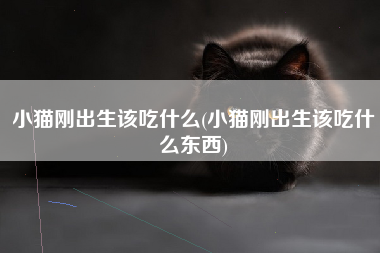 小猫刚出生该吃什么(小猫刚出生该吃什么东西)