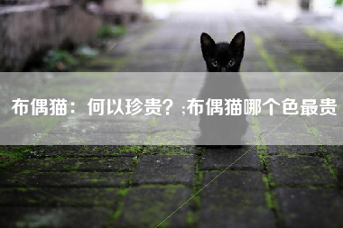 布偶猫：何以珍贵？;布偶猫哪个色最贵