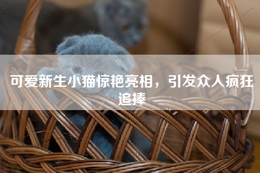 可爱新生小猫惊艳亮相，引发众人疯狂追捧