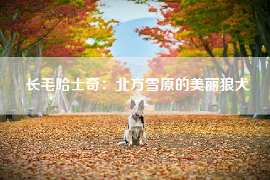 长毛哈士奇：北方雪原的美丽狼犬