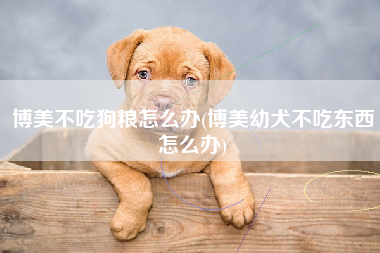 博美不吃狗粮怎么办(博美幼犬不吃东西怎么办)