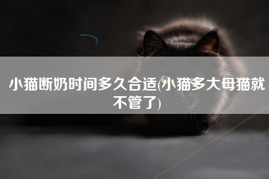 小猫断奶时间多久合适(小猫多大母猫就不管了)