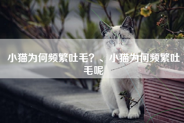 小猫为何频繁吐毛？、小猫为何频繁吐毛呢