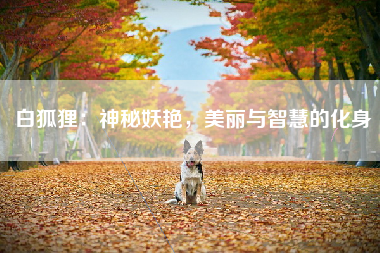 白狐狸：神秘妖艳，美丽与智慧的化身